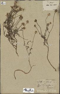 spécimen de Anthemis arvensis