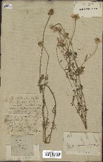 spécimen de Anthemis arvensis