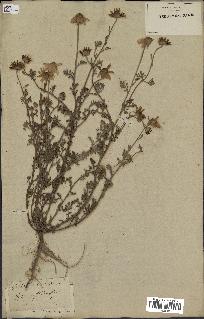 spécimen de Anthemis arvensis