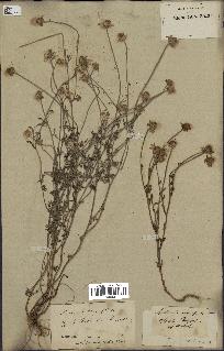 spécimen de Anthemis arvensis