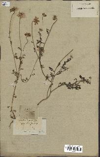 spécimen de Anthemis arvensis