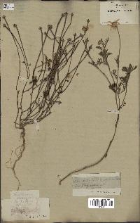 spécimen de Anthemis arvensis