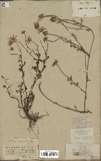 spécimen de Anthemis arvensis