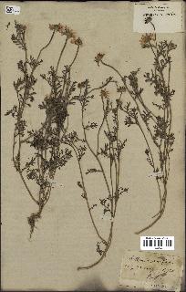spécimen de Anthemis arvensis