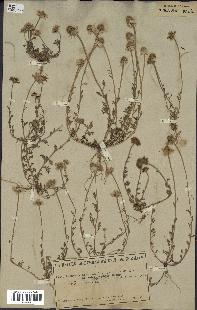 spécimen de Anthemis arvensis