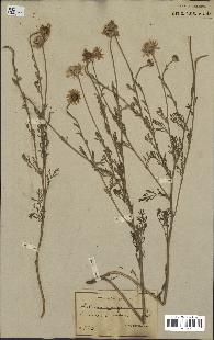 spécimen de Anthemis arvensis