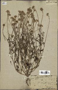 spécimen de Anthemis arvensis