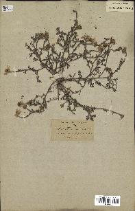 spécimen de Anthemis arvensis