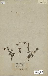 spécimen de Anthemis arvensis