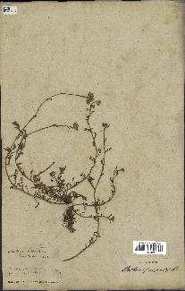 spécimen de Anthemis arvensis