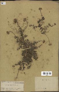 spécimen de Anthemis arvensis