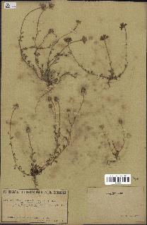 spécimen de Anthemis arvensis