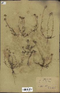 spécimen de Anthemis arvensis