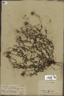 spécimen de Anthemis arvensis