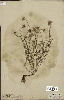 spécimen de Anthemis arvensis