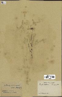 spécimen de Anthemis arvensis