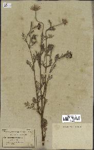 spécimen de Anthemis arvensis