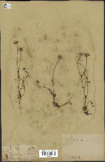 spécimen de Anthemis arvensis