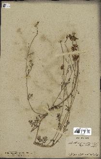 spécimen de Anthemis arvensis