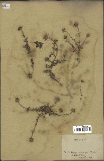 spécimen de Anthemis arvensis