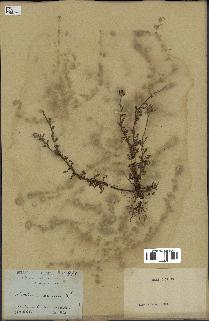 spécimen de Anthemis arvensis