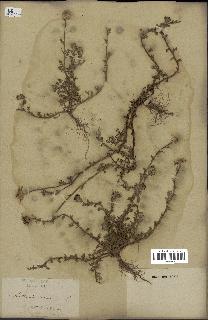 spécimen de Anthemis arvensis