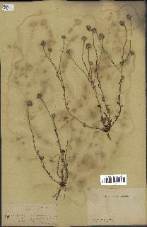spécimen de Anthemis arvensis