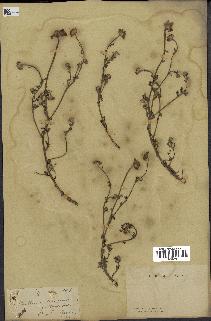 spécimen de Anthemis arvensis