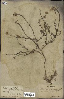 spécimen de Anthemis arvensis