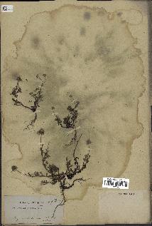 spécimen de Anthemis arvensis