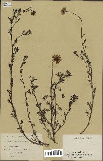 spécimen de Anthemis arvensis