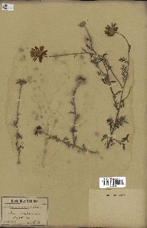 spécimen de Anthemis arvensis