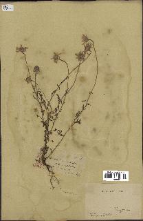 spécimen de Anthemis arvensis