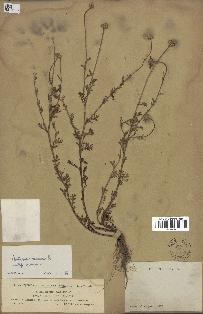 spécimen de Anthemis arvensis