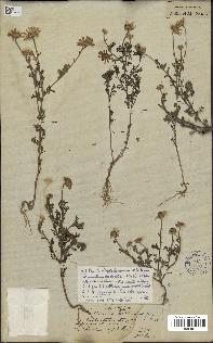 spécimen de Anthemis arvensis