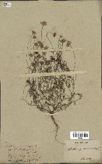 spécimen de Anthemis arvensis