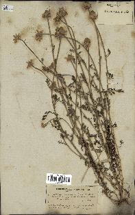 spécimen de Anthemis arvensis