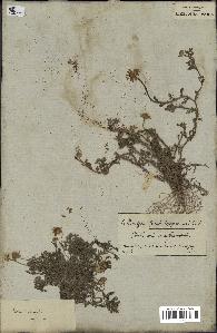 spécimen de Anthemis arvensis