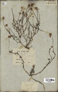 spécimen de Anthemis arvensis