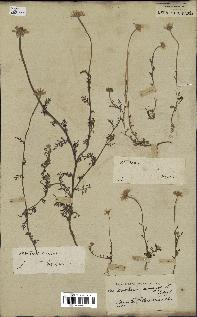 spécimen de Anthemis arvensis