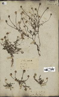 spécimen de Anthemis arvensis