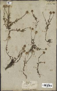 spécimen de Anthemis arvensis