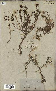 spécimen de Anthemis arvensis