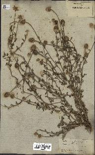 spécimen de Anthemis arvensis