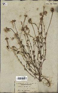spécimen de Anthemis arvensis