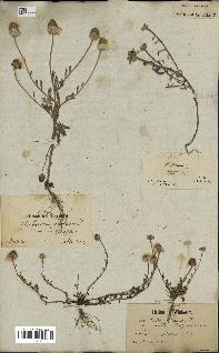 spécimen de Anthemis arvensis