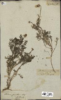 spécimen de Anthemis arvensis