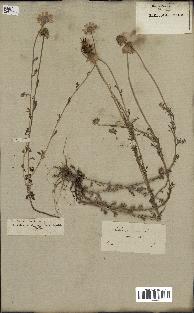 spécimen de Anthemis arvensis