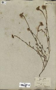 spécimen de Anthemis arvensis