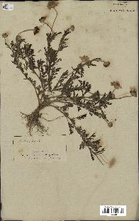 spécimen de Anthemis arvensis